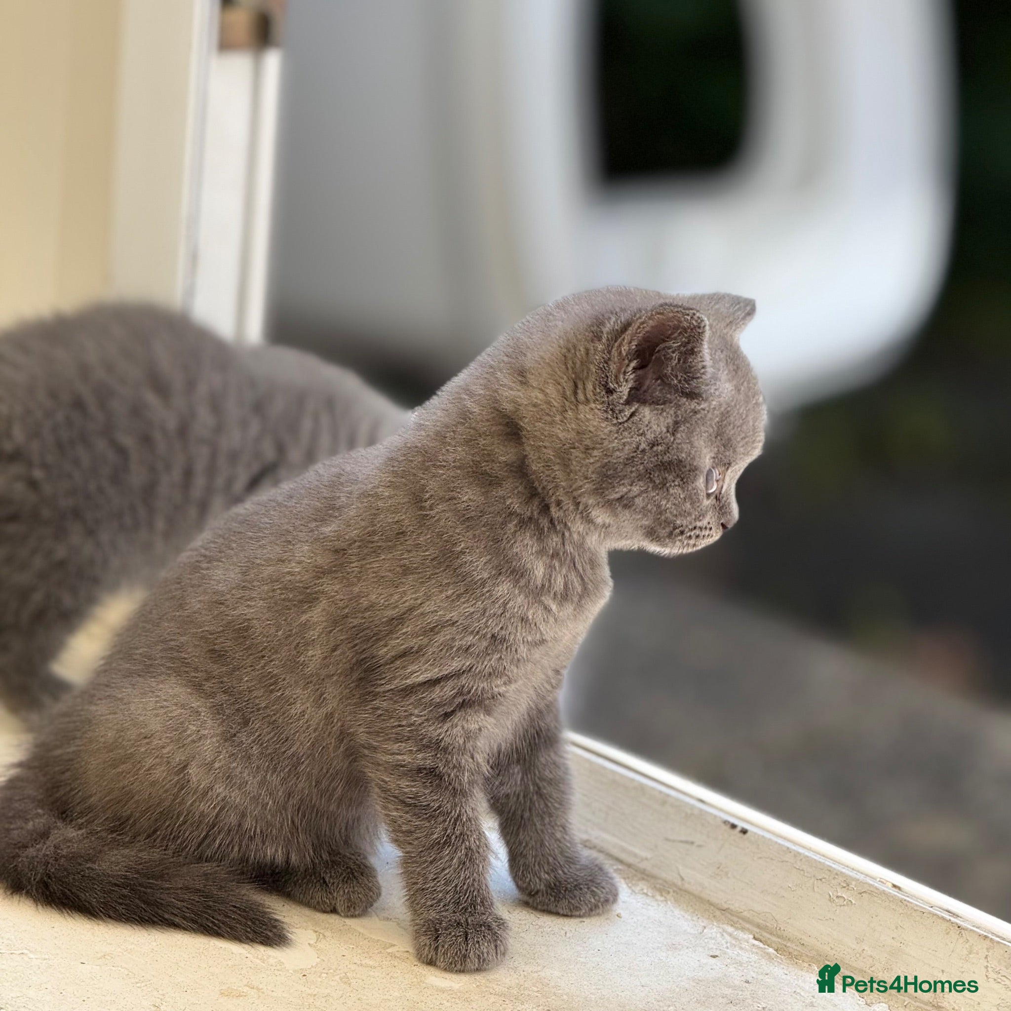 British Shorthair cats British shorthair  - Advert 1