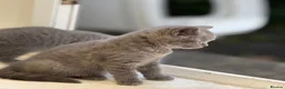 British Shorthair cats for sale: British shorthair  in Rotherham - Advert 1