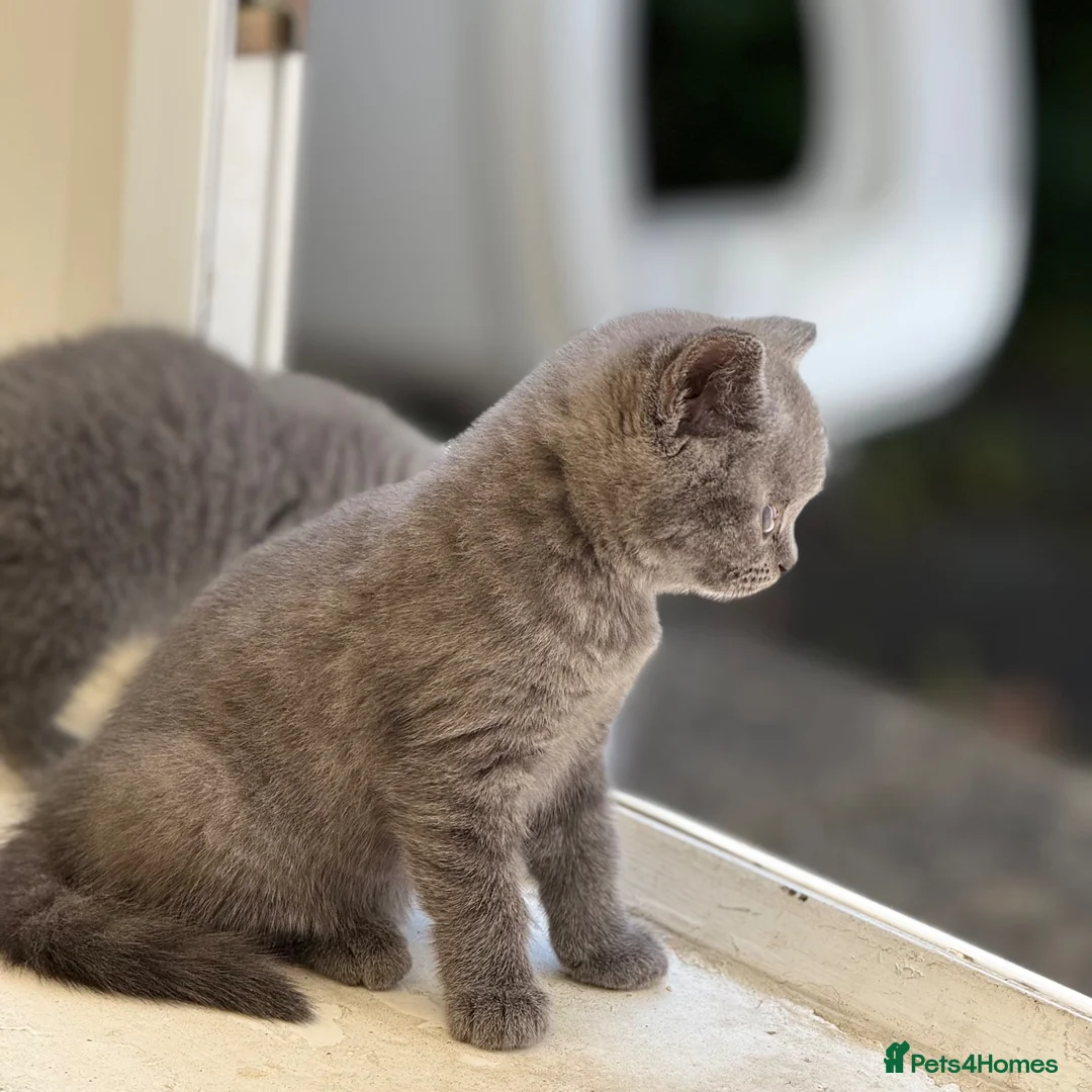 British Shorthair cats for sale: British shorthair  in Rotherham - Advert 1
