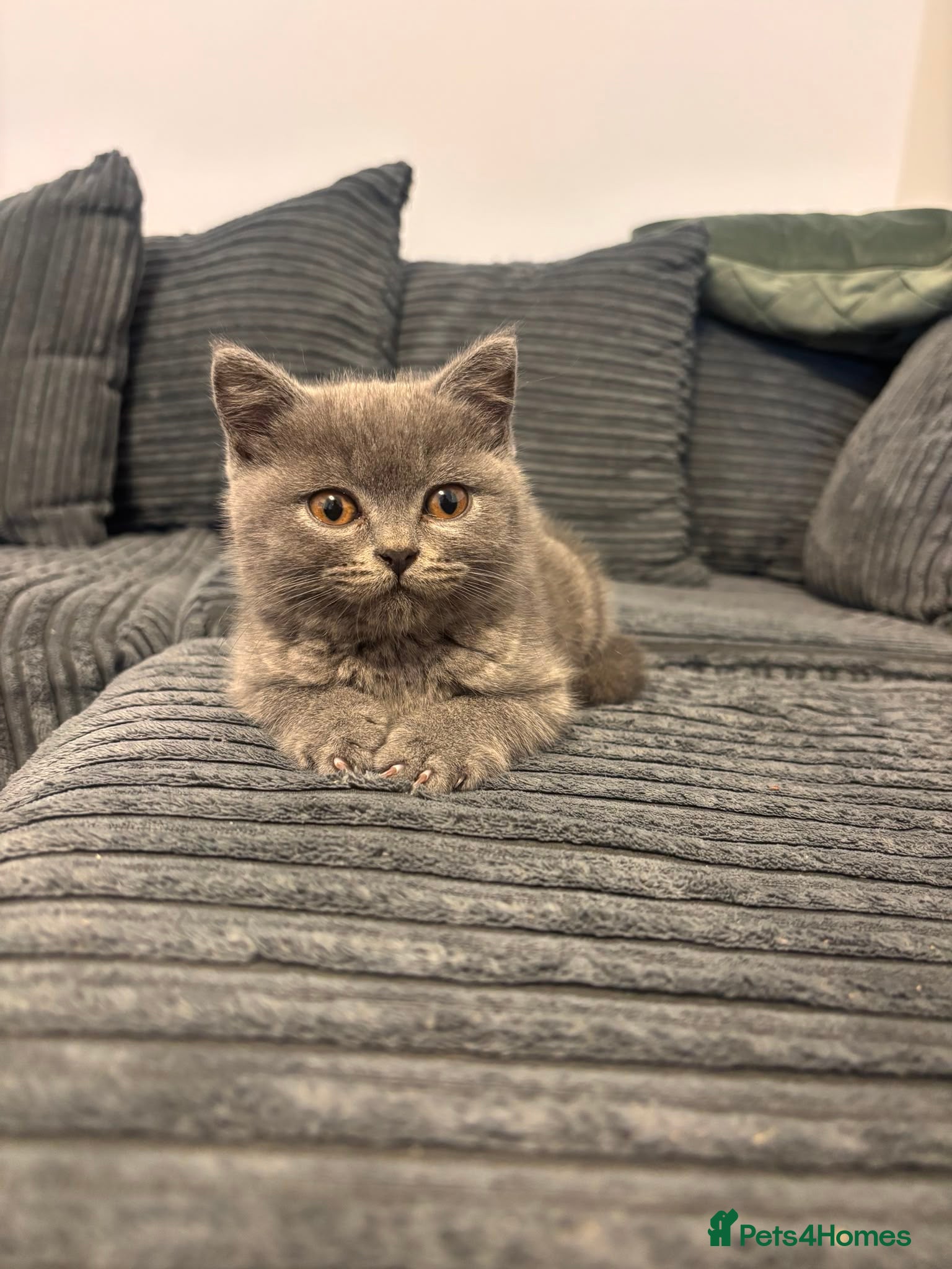 Scottish Fold cats Chunky Scottish straight kitten  - Advert 2
