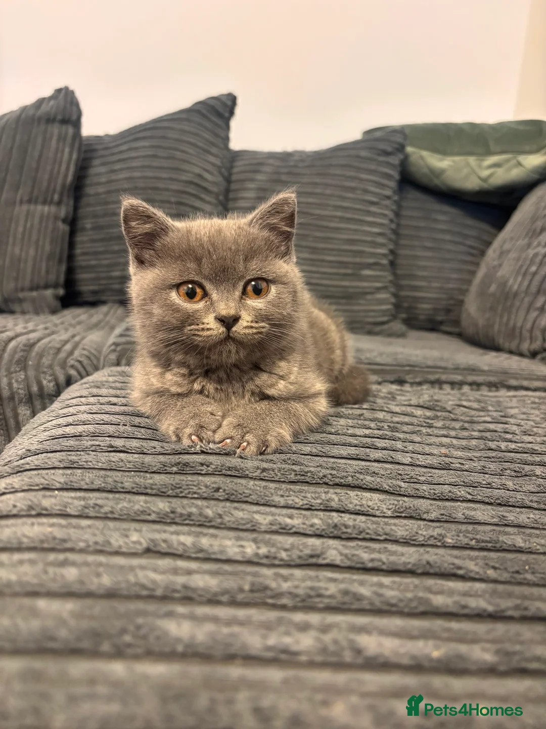 Scottish Fold cats for sale: Chunky Scottish straight kitten  - Advert 2