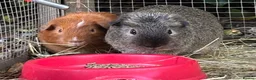Guinea Pig rodents for sale: Several pairs of male guinea pigs - Advert 3