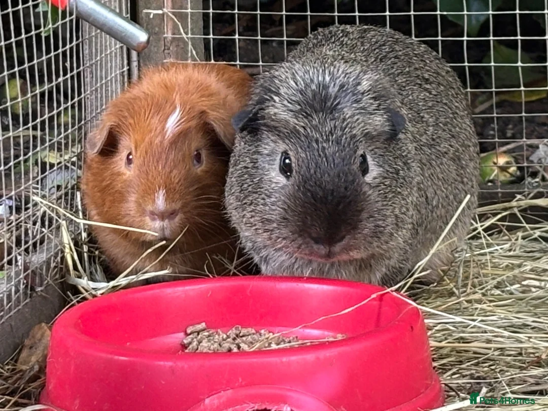 Guinea Pig rodents for sale: Several pairs of male guinea pigs - Advert 3