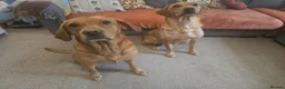 Labrador Retriever dogs for sale: Fox red labrador puppies for sale - Advert 4