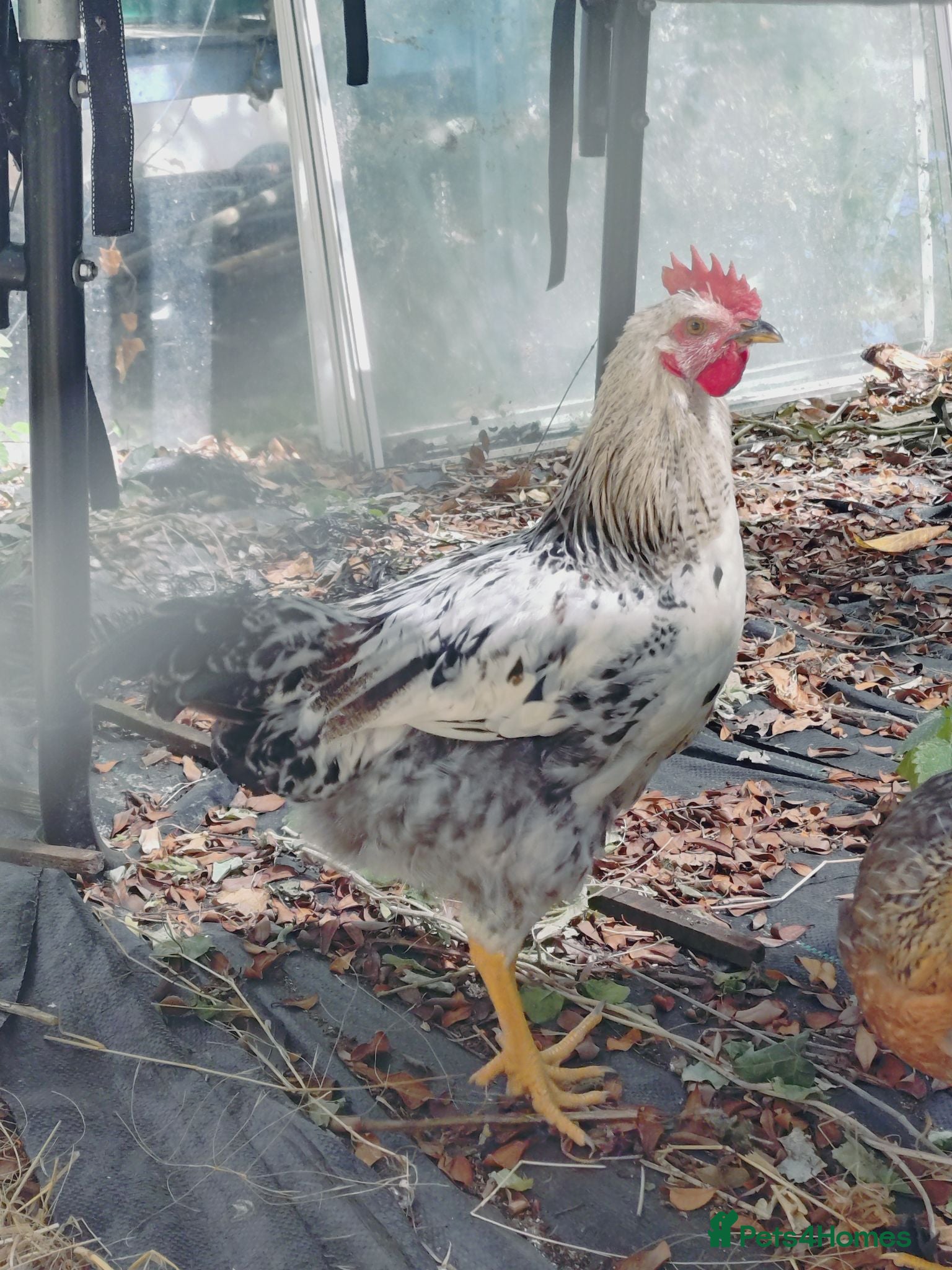 Chickens poultry Free to a good home - cockerel - Advert 10