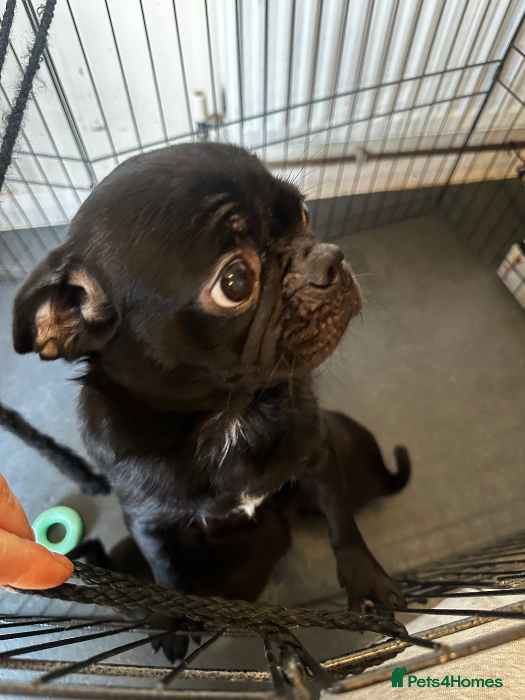 Pug dogs for sale: 🐾Four adorable pug puppies🐾 - Image 7