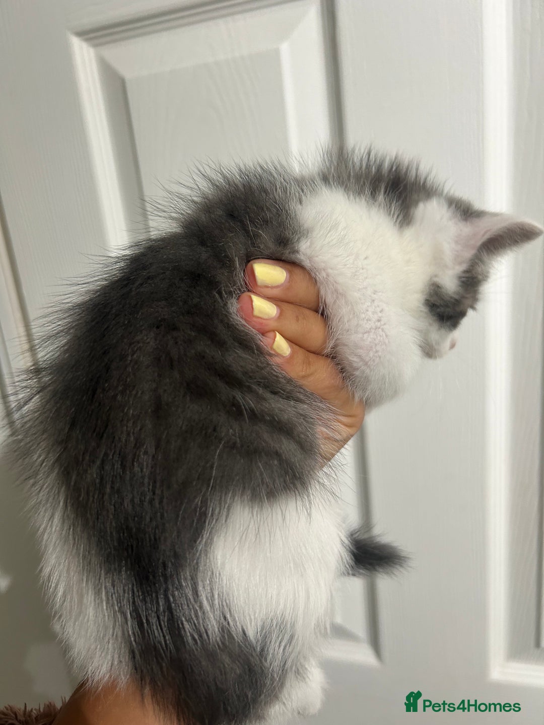 Mixed Breed cats for sale: 1 beautiful boy kitten looking for a new home  - Image 6