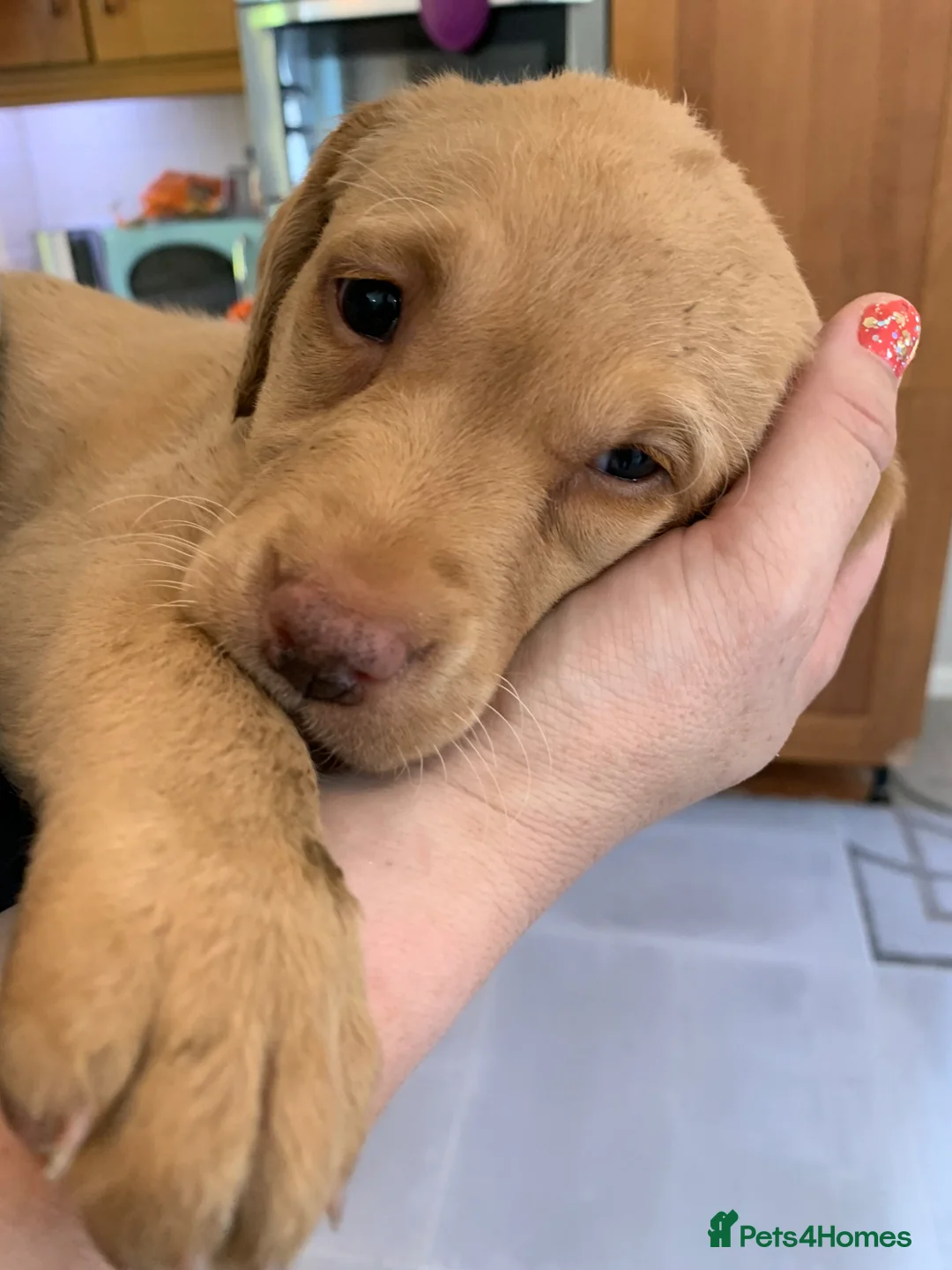 Labrador Retriever dogs for sale: KC Registered Fox Red Puppies in Dunkeld - Advert 2
