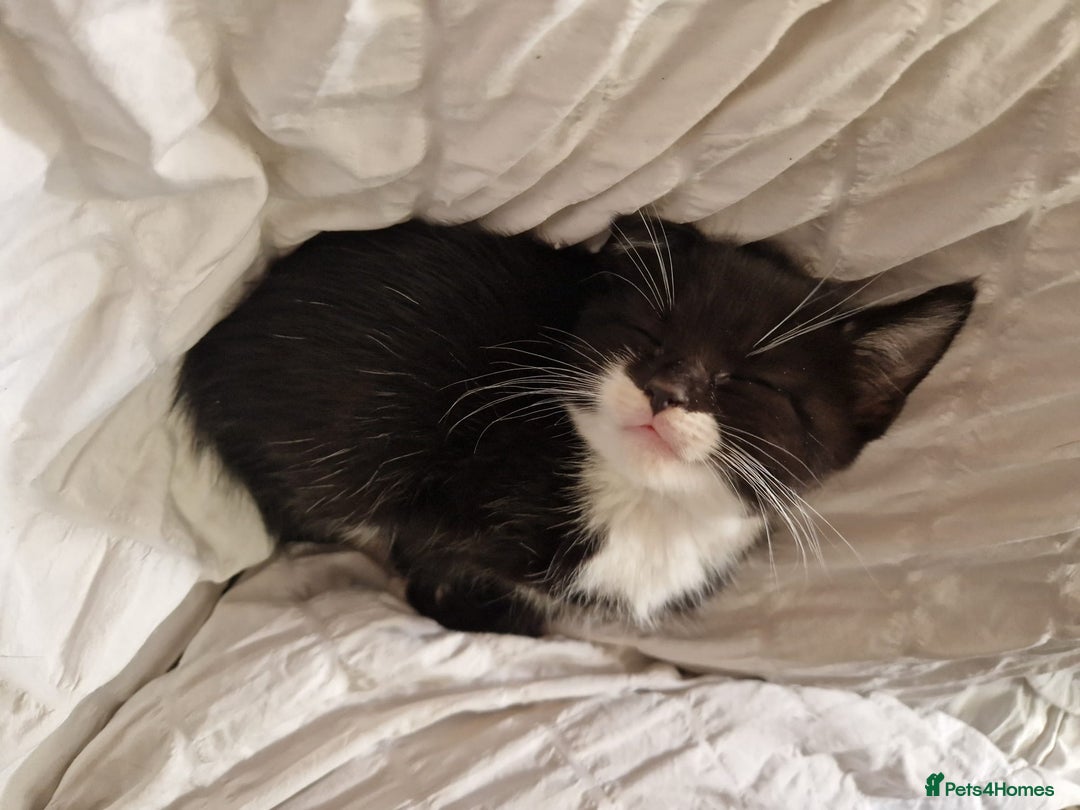 British Shorthair cats for sale: Gorgeous kittens. Boys/girls Can deliver. £60 ono - Advert 8