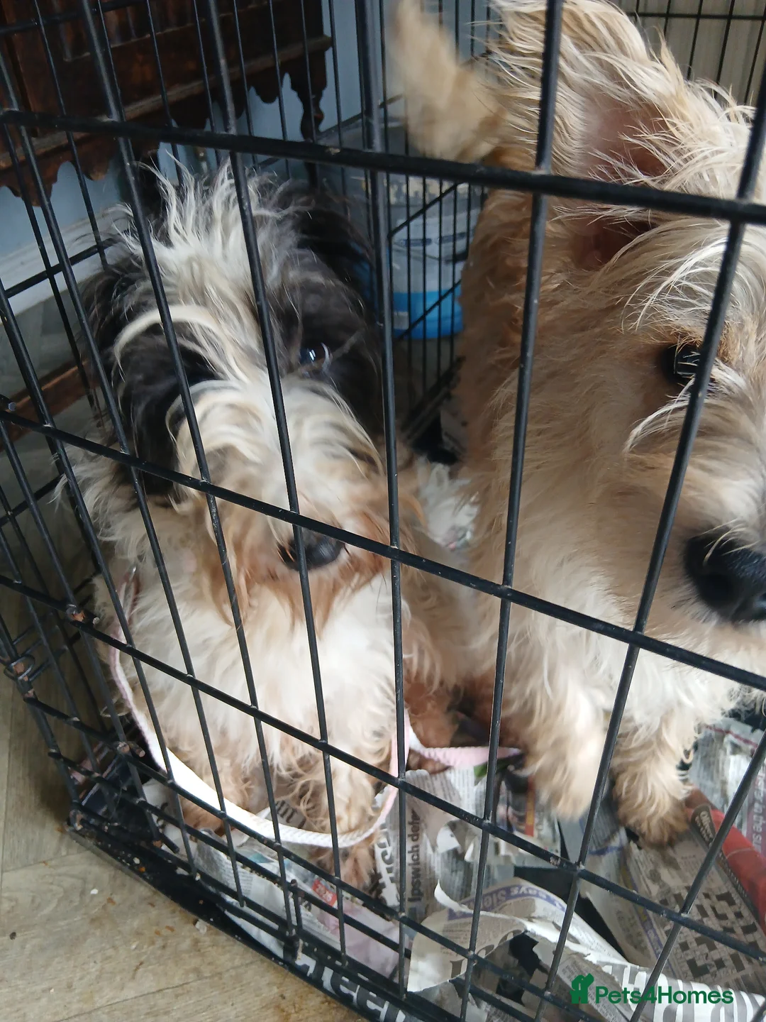 Mixed Breed dogs for sale: Long haired norfolk terriers - Advert 37
