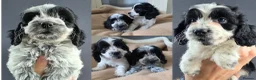 Cockapoo dogs for sale: BLUE ROAN F1 Cockapoo Boys. Extensively DNA Tested - Advert 2