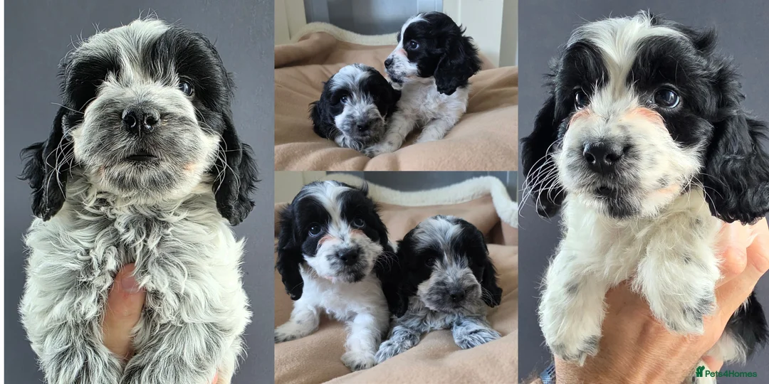 Cockapoo dogs for sale: BLUE ROAN F1 Cockapoo Boys. Extensively DNA Tested - Advert 2