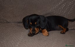 Dachshund dogs for sale: 3/4 MINIATURE SMOOTH DACHSHUND PUPPIES - Image 12
