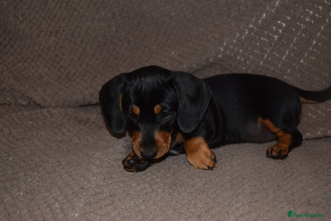 Dachshund dogs for sale: 3/4 MINIATURE SMOOTH DACHSHUND PUPPIES - Image 12