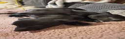 Whippet dogs for sale: Whippet puppies for sale - Advert 11