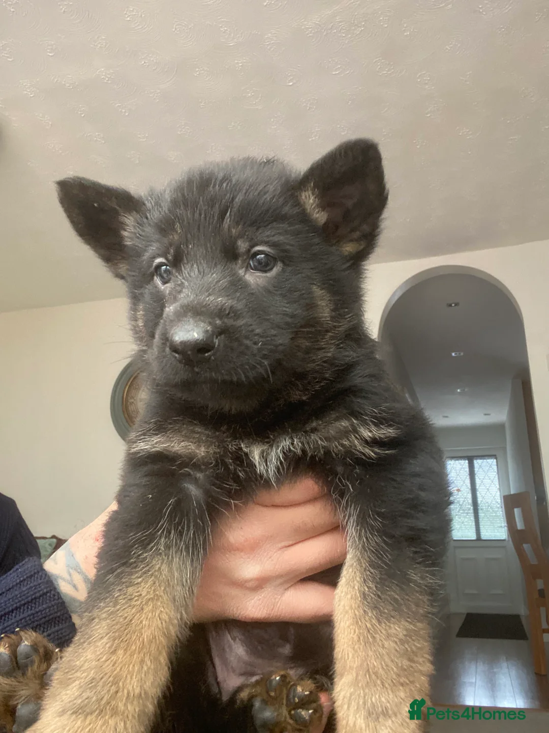 German Shepherd dogs for sale: German shepherd puppies  - Advert 8