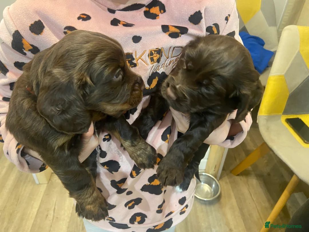 Cocker Spaniel dogs for sale: Chocolate Worker Cocker Puppies Kennel Club  - Advert 17