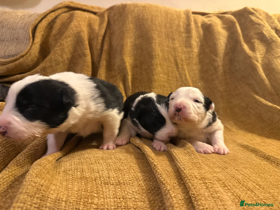 Border Collie dogs for sale: Stunning collies from working parents  - Advert 2