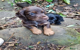 Cocker Spaniel dogs for sale: KC Registered Cocker Spaniel (Working) Puppies - Image 2