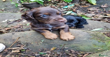 Cocker Spaniel dogs - Advert 16