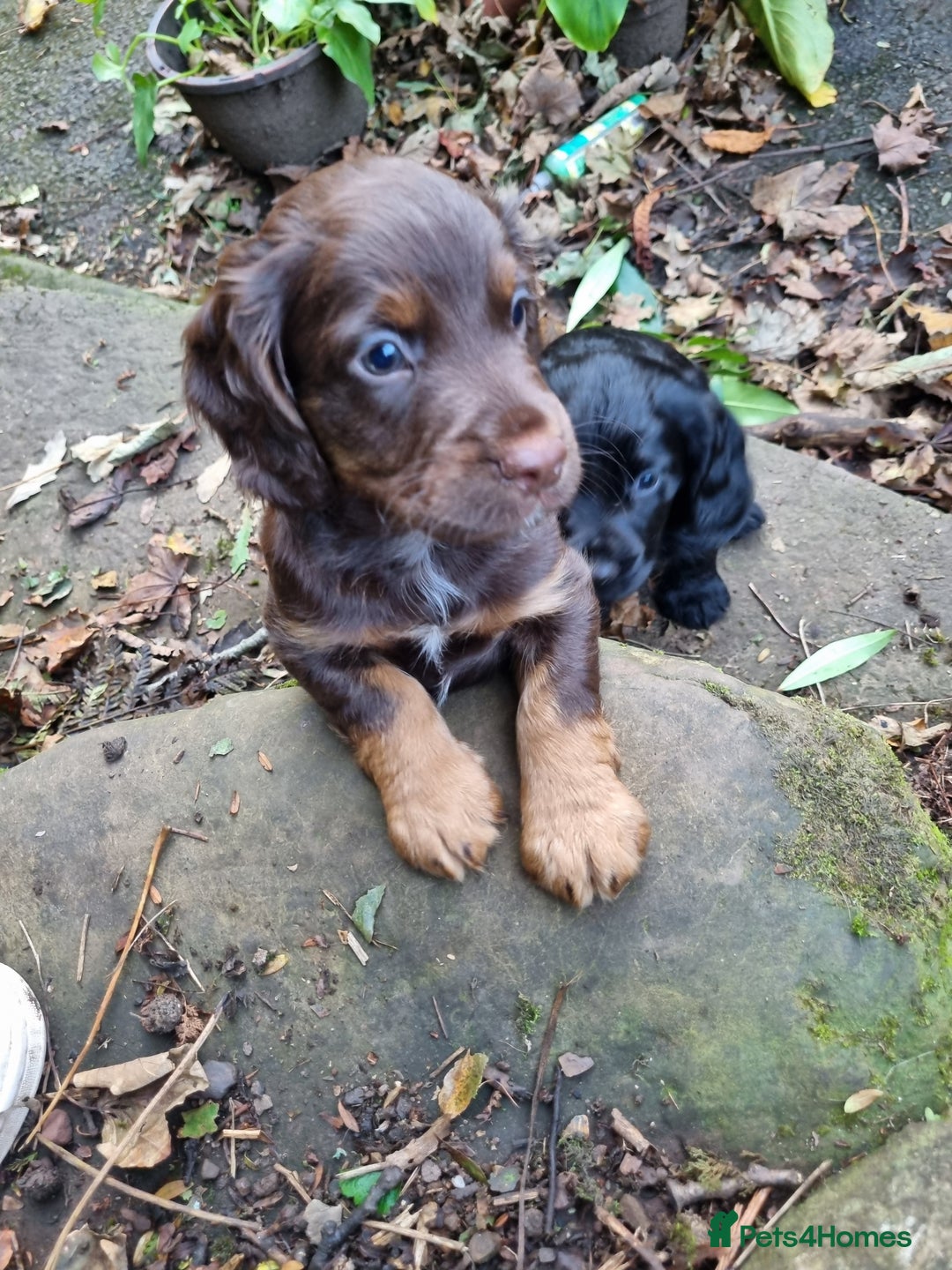 Cocker Spaniel dogs for sale: KC Registered Cocker Spaniel (Working) Puppies - Image 2
