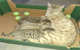 Bengal cats for sale: Beautiful bengal kittens  - Image 18