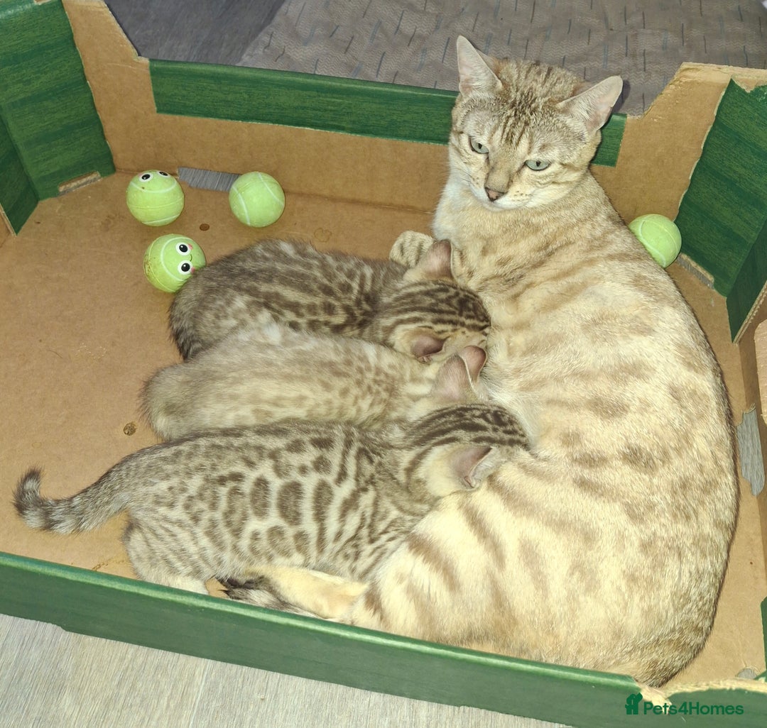 Bengal cats for sale: Beautiful bengal kittens  - Image 18