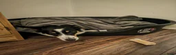 Border Collie dogs for sale: 2 year old female border collie in Durham - Advert 4