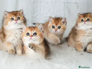 British Shorthair cats Golden British shorthair pedigree chocolate lilac - Advert 1