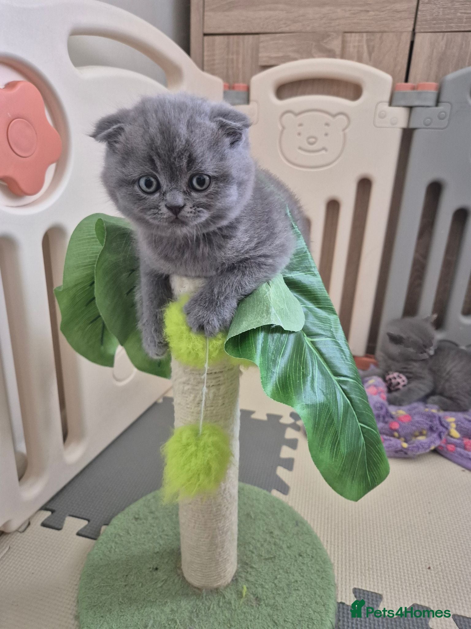 Scottish Fold cats Scottish Fold Kittens  - Advert 18