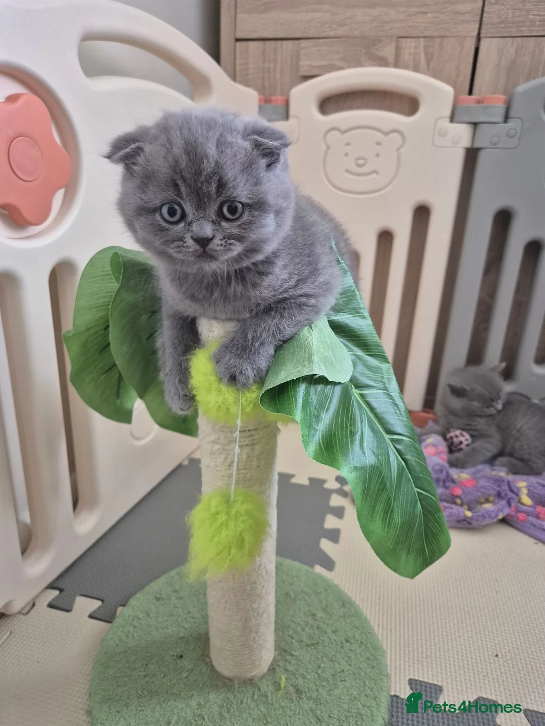 Scottish Fold cats for sale: Scottish Fold Kittens  - Advert 2
