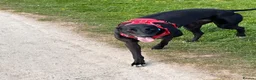 Greyhound dogs for sale: Greyhound - Rosie 4 years old  in Nottingham - Advert 6