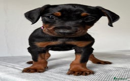 Dobermann dogs for sale: European Doberman Puppies - Champion Bloodline - Image 15