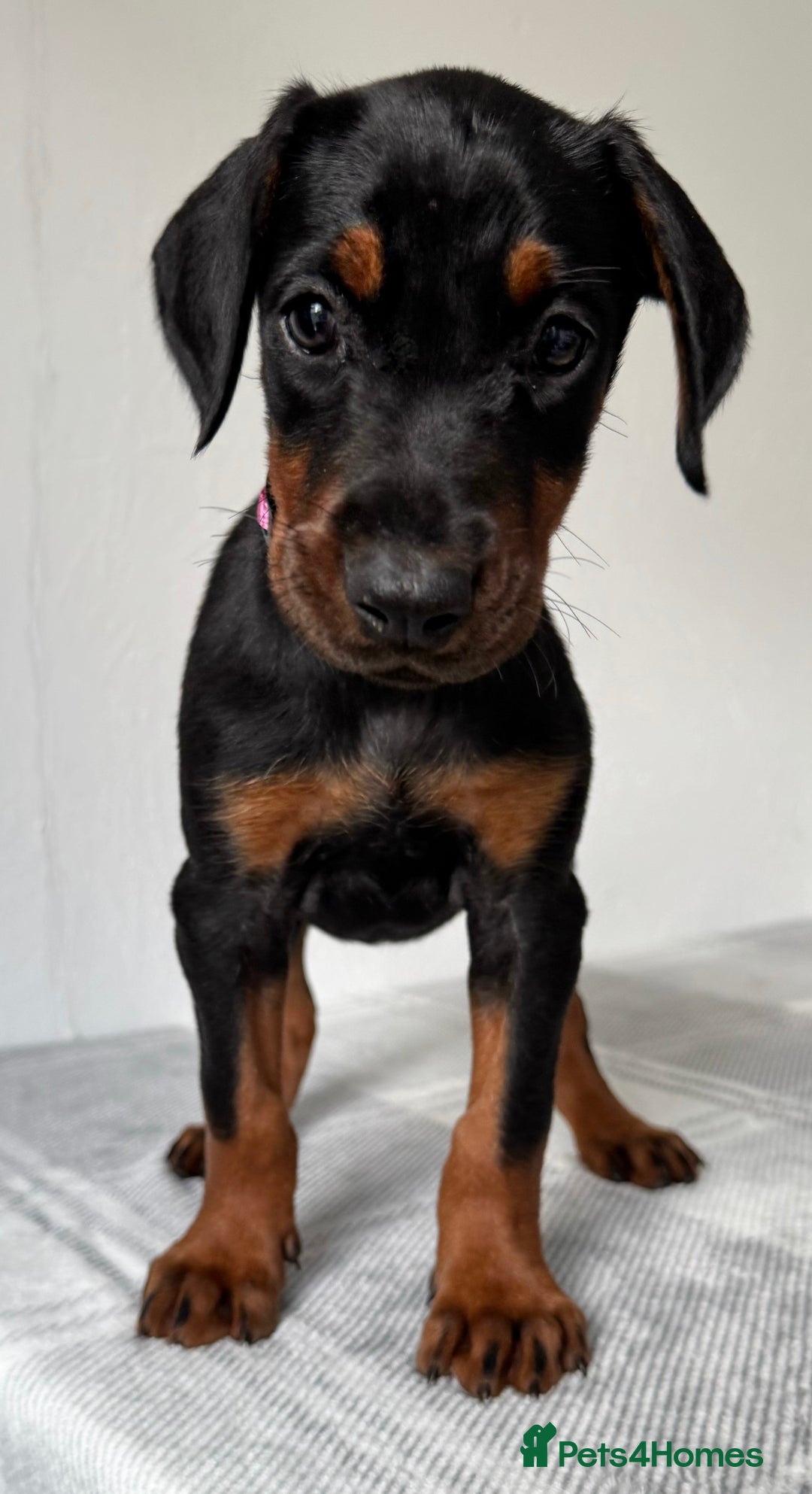 Dobermann dogs for sale: European Doberman Puppies - Champion Bloodline - Image 15