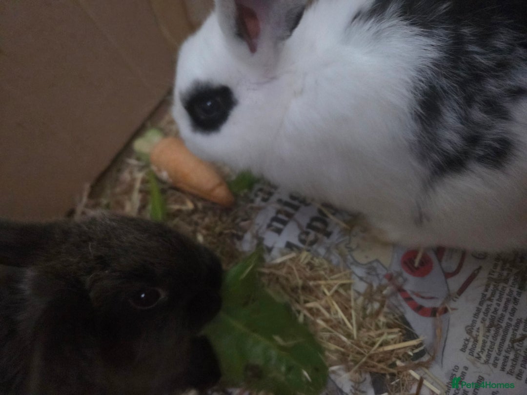 Mixed Breed rabbits for sale: 2 male rabbits and cage plus accessories  - Advert 7