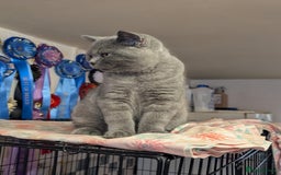 British Shorthair cats for sale: Beautiful full pedigree British  - Image 3