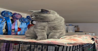 British Shorthair cats - Advert 5