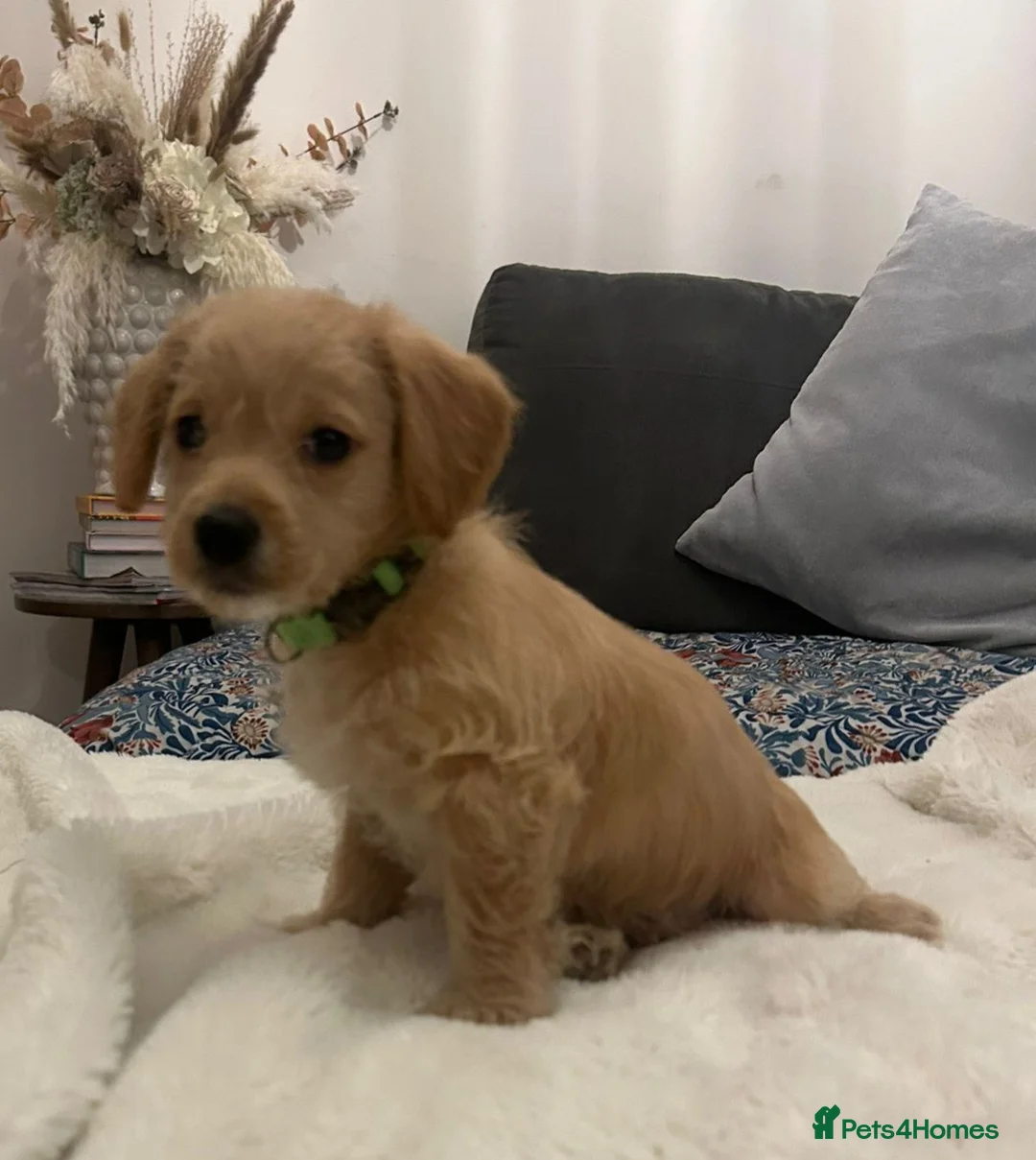 Jackapoo dogs for sale: Jackapoo puppies - Advert 3