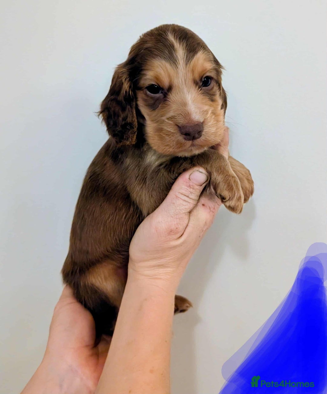 Cocker Spaniel dogs for sale: Beautiful Cocker Spaniel puppies - Image 3