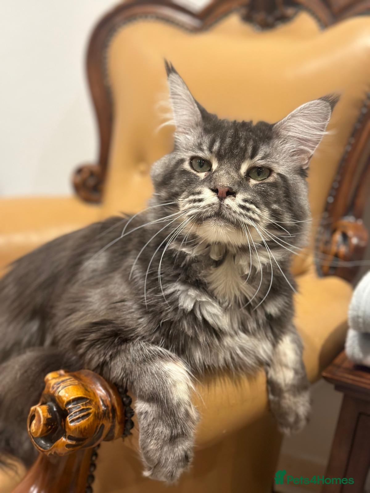 Maine Coon cats Main Coon  - Advert 9