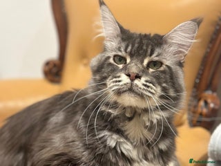 Maine Coon cats - Advert 1