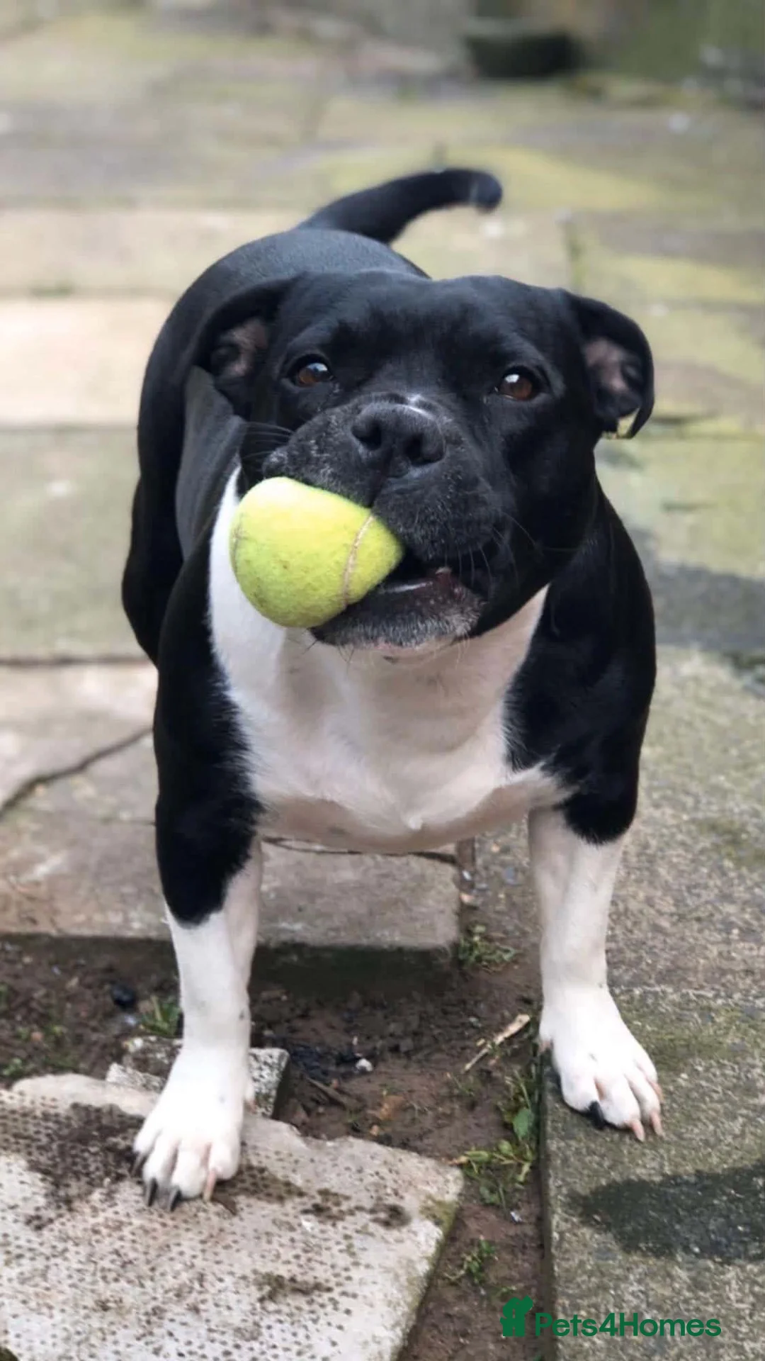 Staffordshire Bull Terrier dogs for sale: ❤️ Beautiful staffie—8 years old  - Advert 2