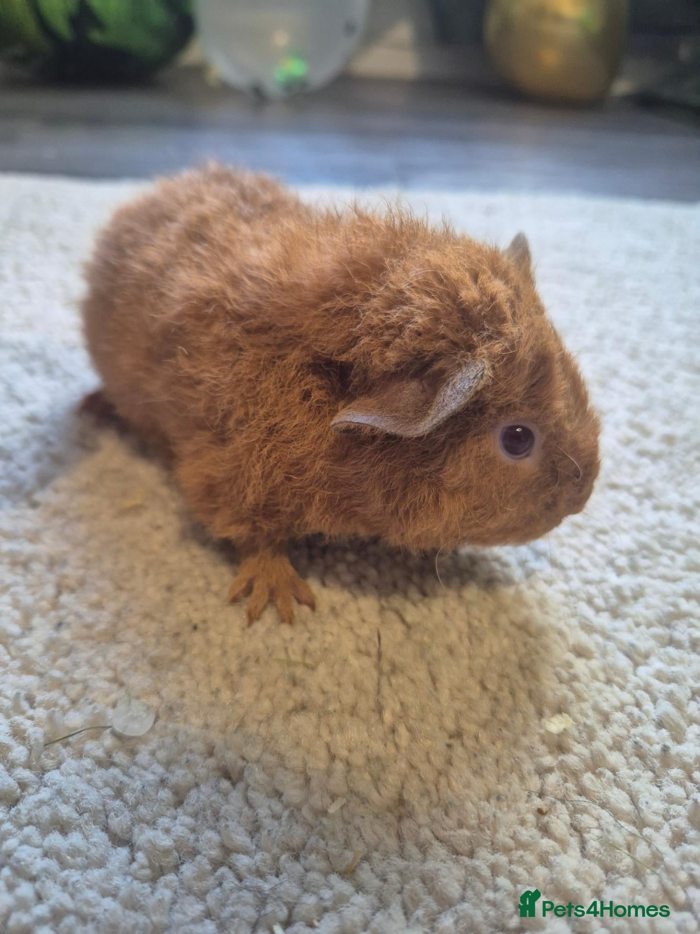 Guinea Pig rodents for sale: Male teddy guinea pigs - DOB 7 sept  - Advert 21