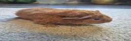 Guinea Pig rodents for sale: Male teddy guinea pigs  - Advert 9