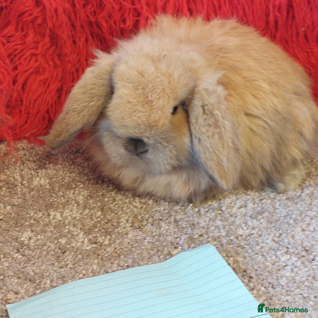 Mini Lop rabbits for sale: minilop  babys ready to reserve  - Advert 4