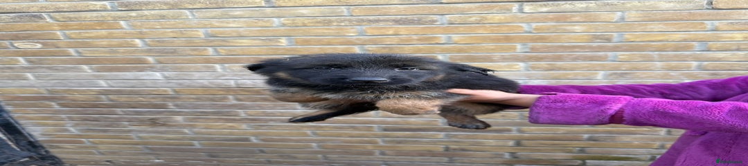 German Shepherd Puppy 4