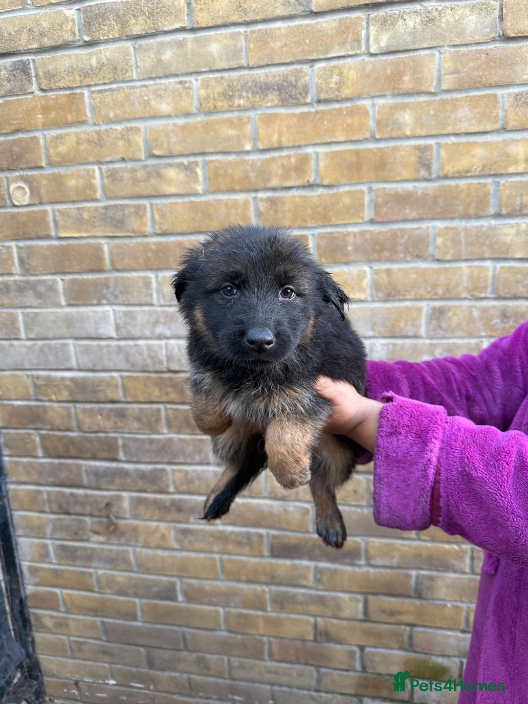 German Shepherd dogs for sale: German Shepherd Puppies for Sale  - Advert 5