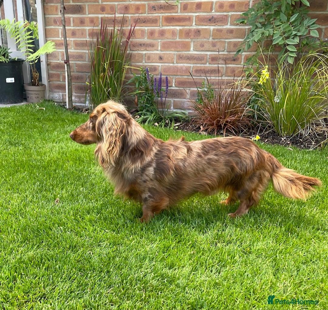 Miniature Dachshund dogs for stud: Long Haired Chocolate & Tan Dapple Mini Dachshund - Advert 4