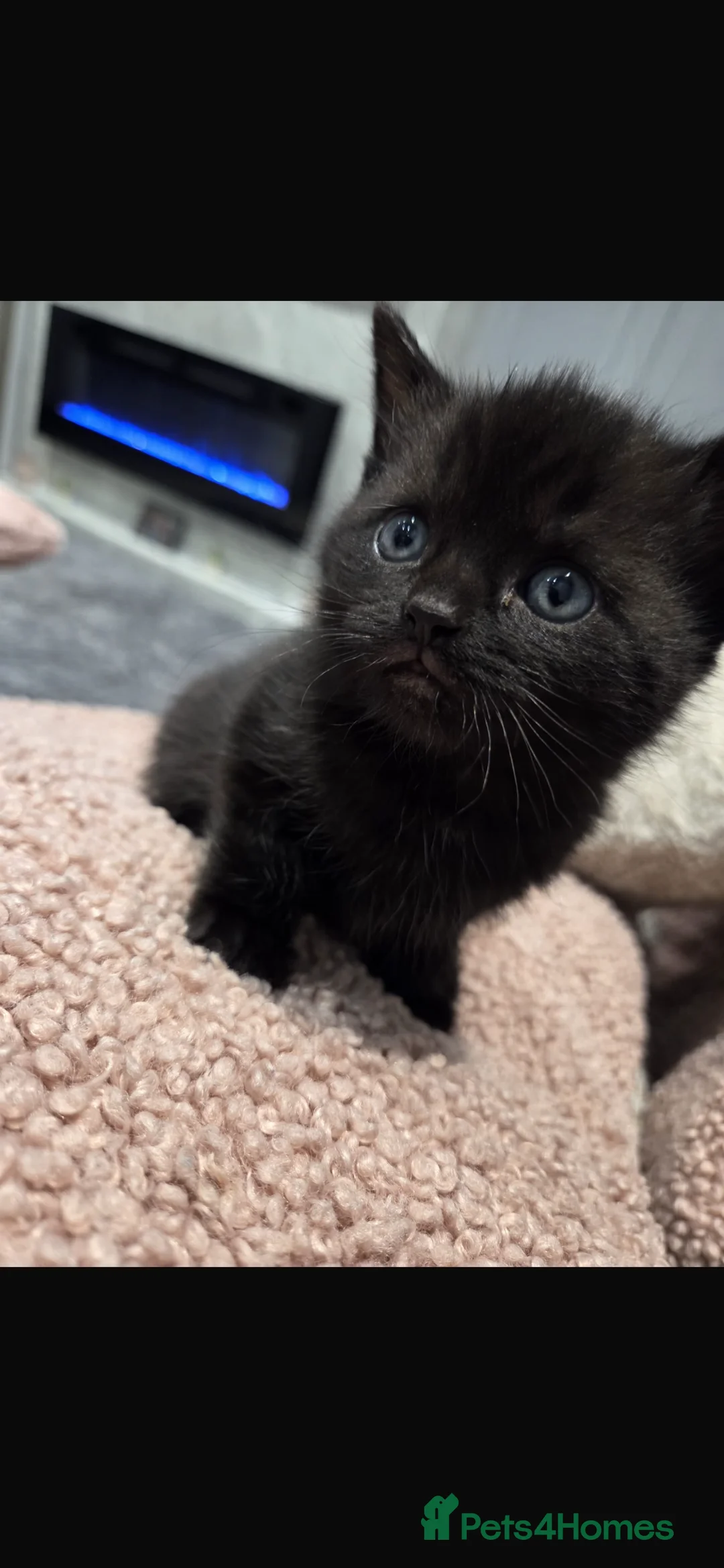 British Shorthair cats for sale: Half British short hair kittens - Advert 2