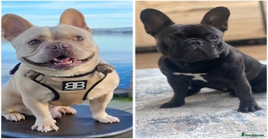 French Bulldog dogs - Advert 1